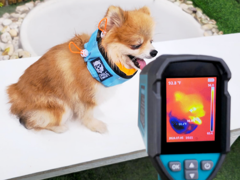 Dog with cooling collar